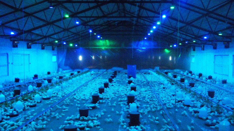 LED Teknolojisi Tavuk Çiftliğine Girdi, Ölüm Oranları Düştü Verimlilik Arttı
