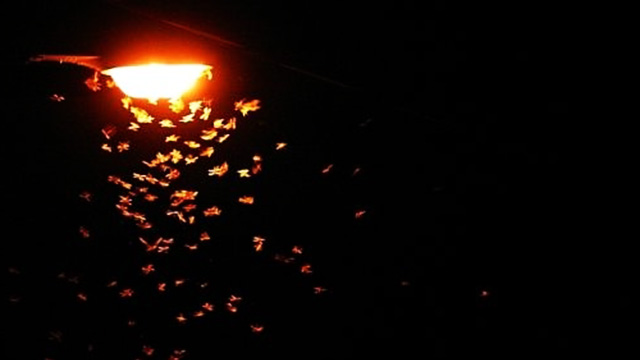LED Sokak Aydınlatmaları Yarasaların Av Aktivitelerini Bozuyor