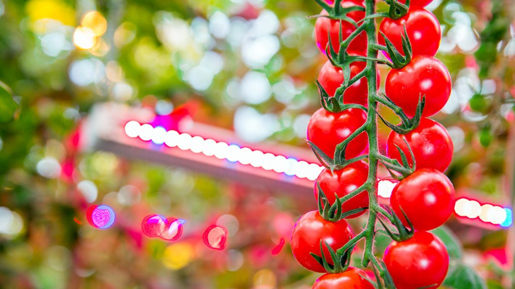 LED Aydınlatma Yardımıyla Kış Tarımı Başladı