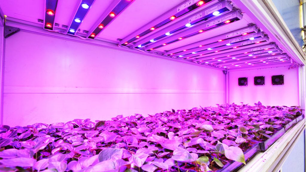 LED Bitki Yetiştirme Lambaları Hangi Renkte Işık Yayar?
