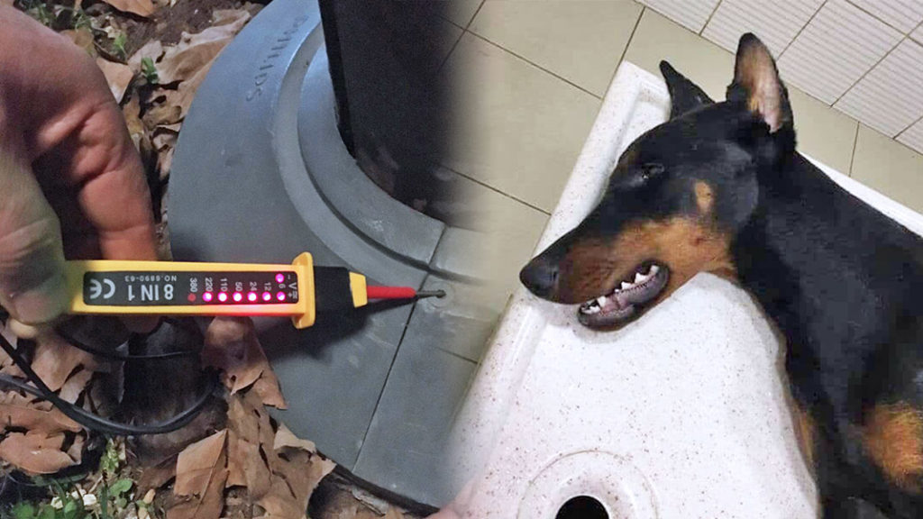 Aydınlatma Direği Köpeğin Ölümüne Sebep Oldu