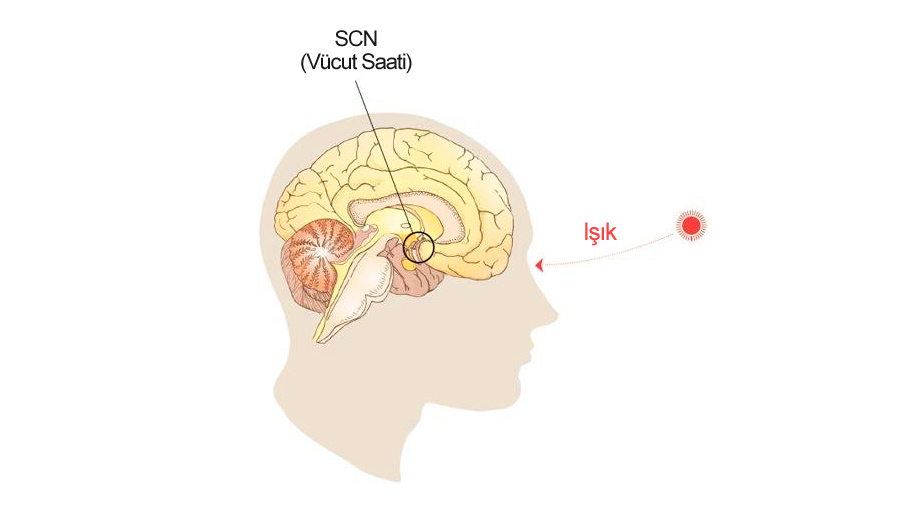 Işık ve Vücut Saati