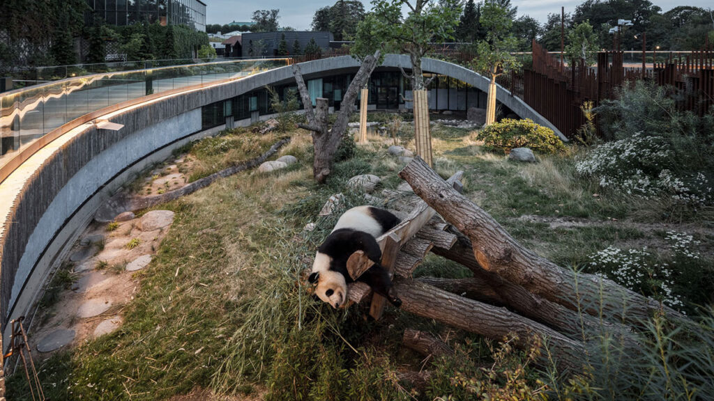 Panda Evi